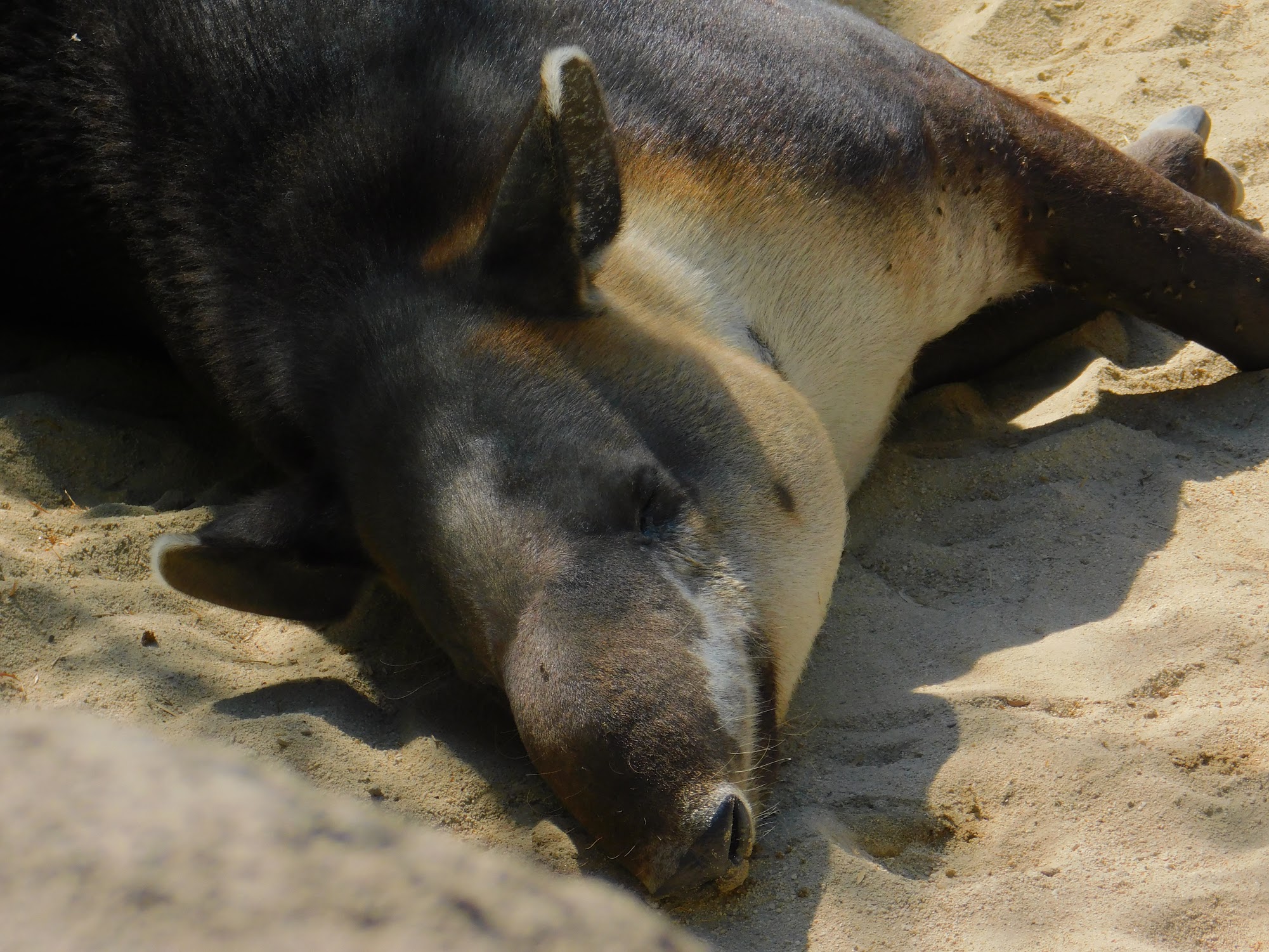 Baird’s Tapir