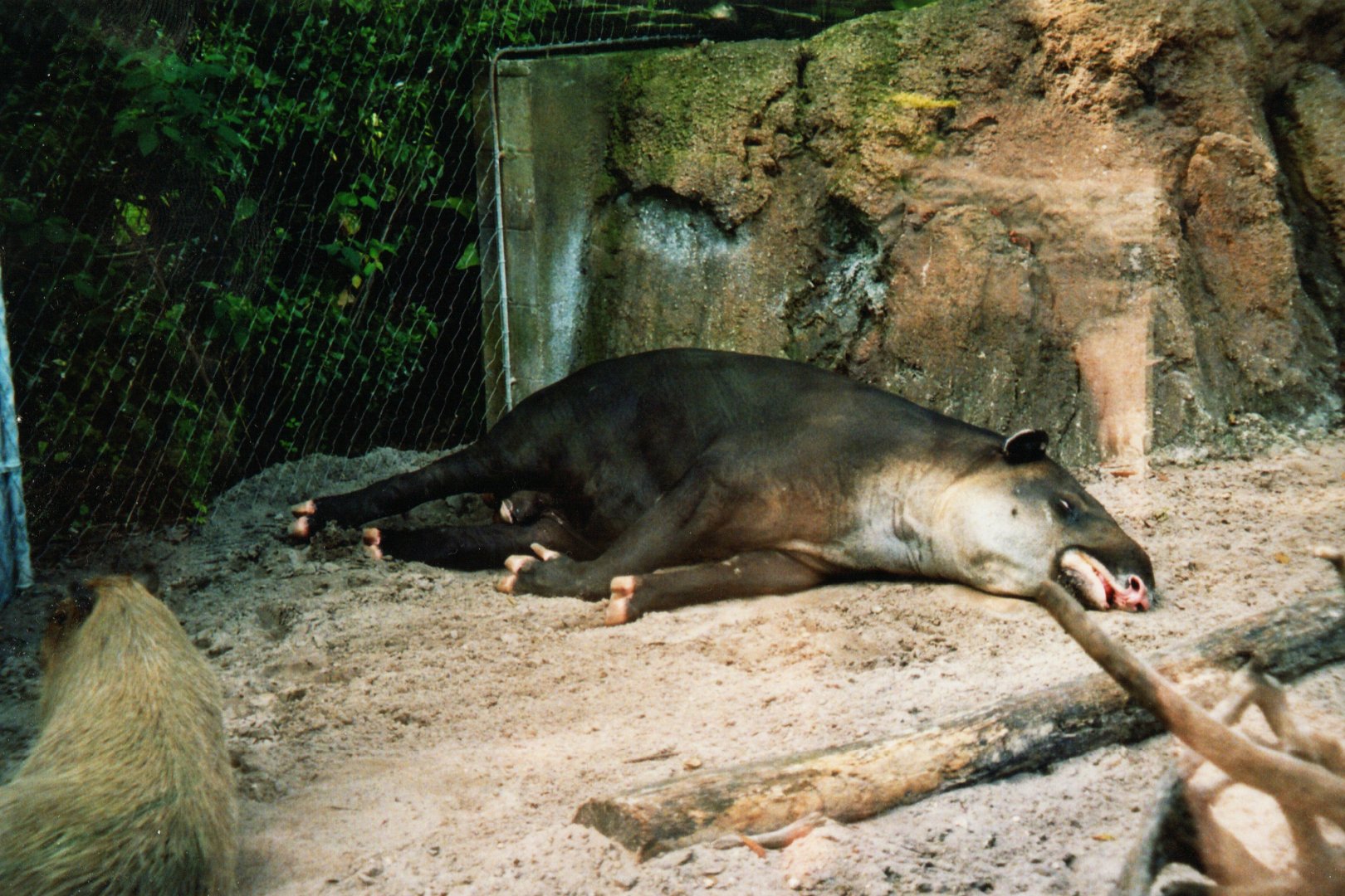 Baird's Tapir