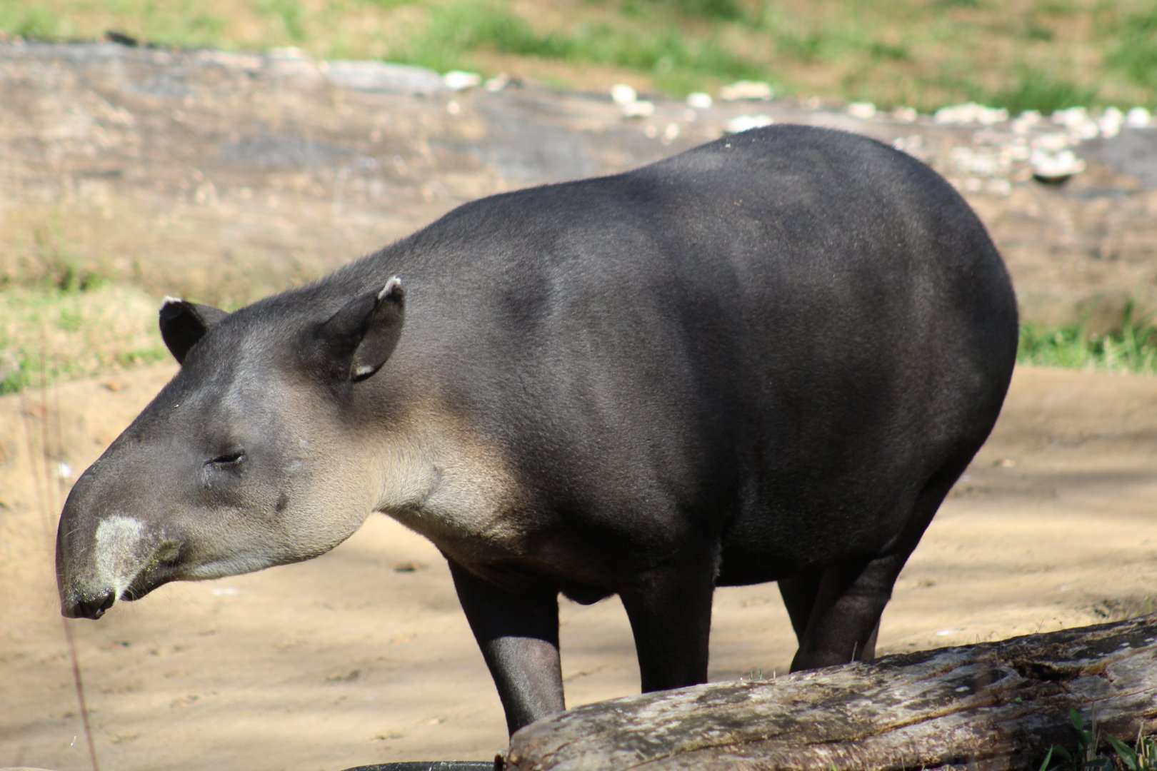 Baird's Tapir
