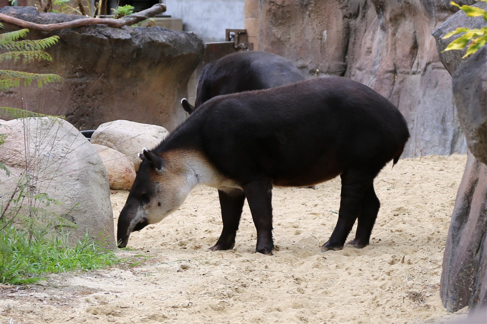 Baird's tapir
