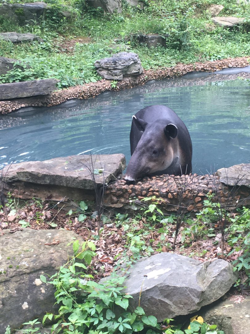 Baird’s Tapir