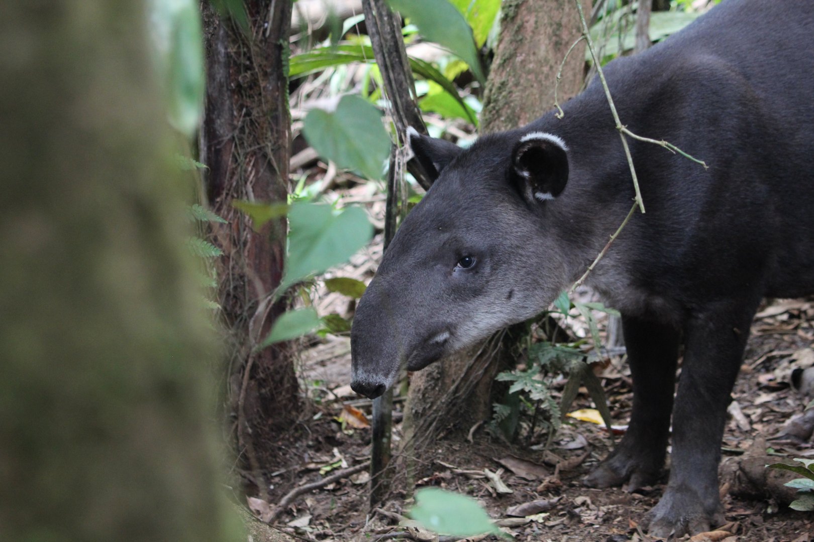 Baird's Tapir