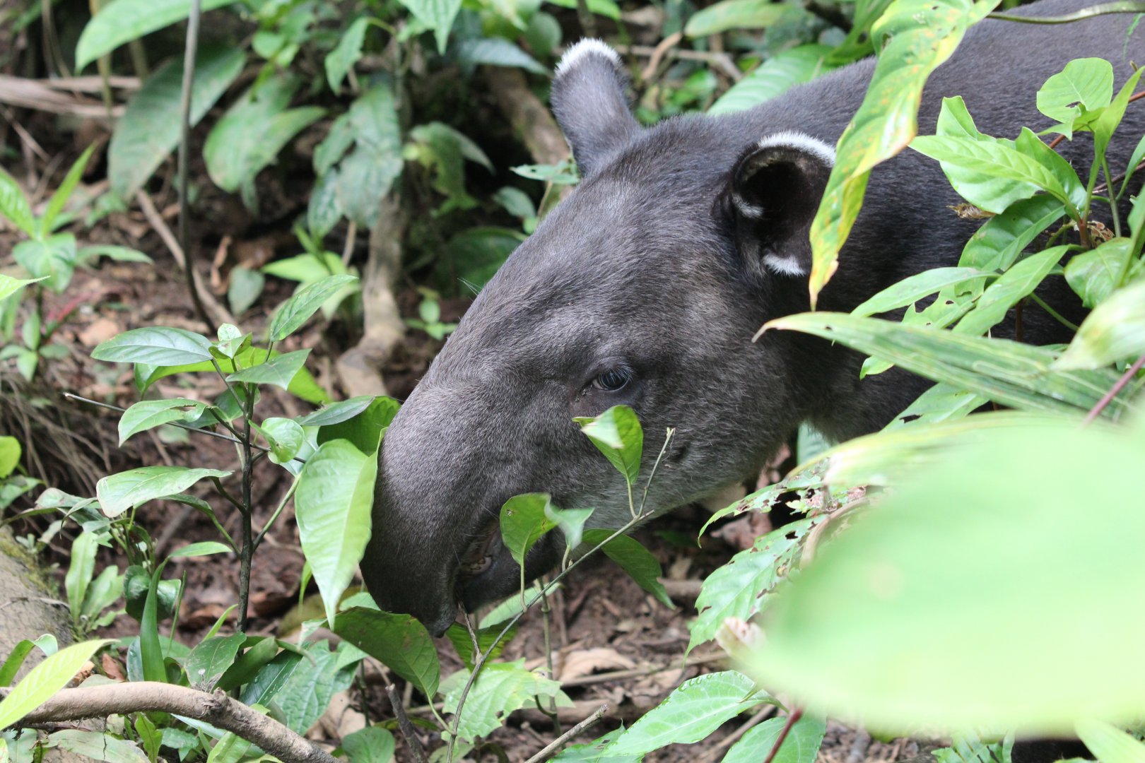 Baird's Tapir