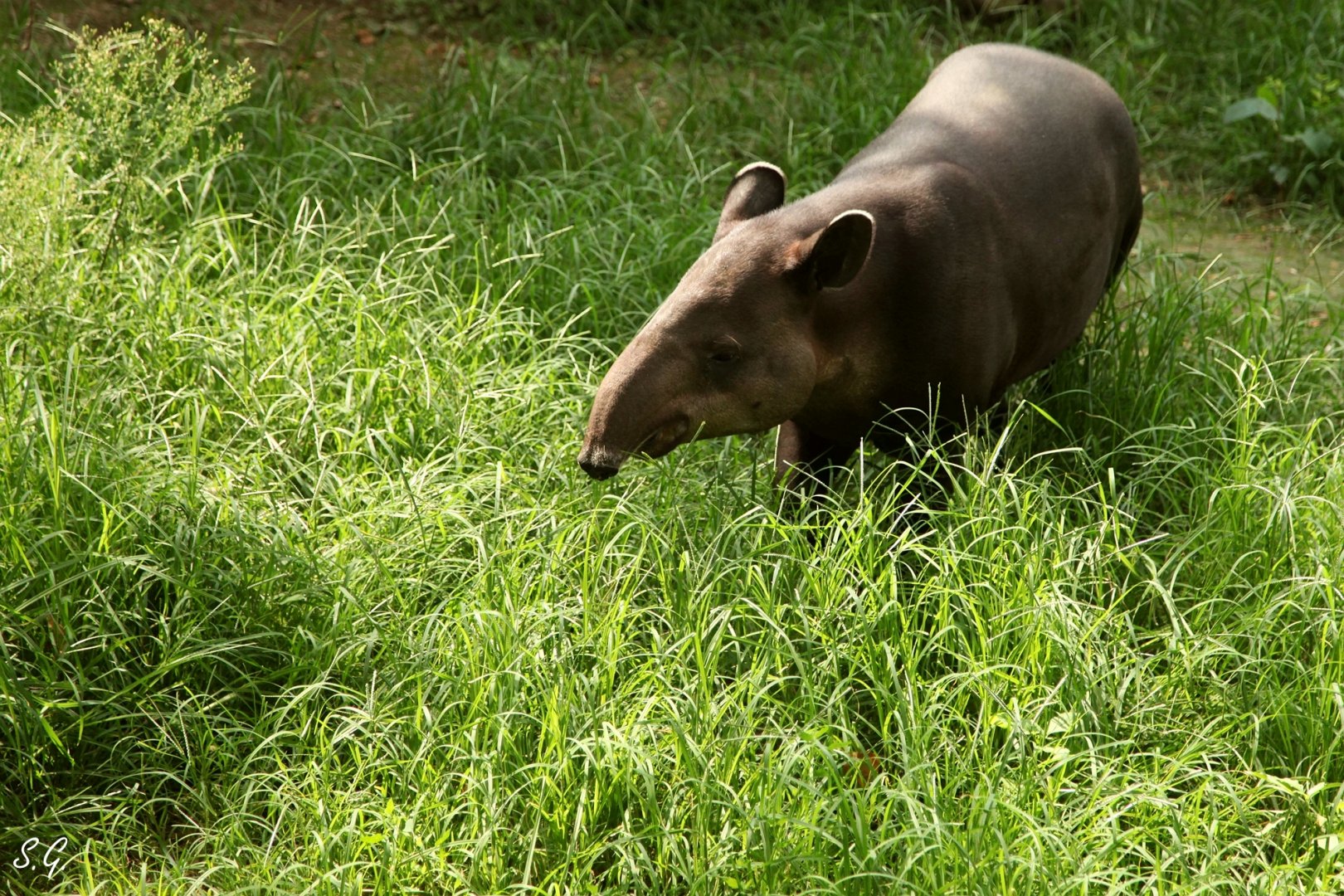 Baird's tapir