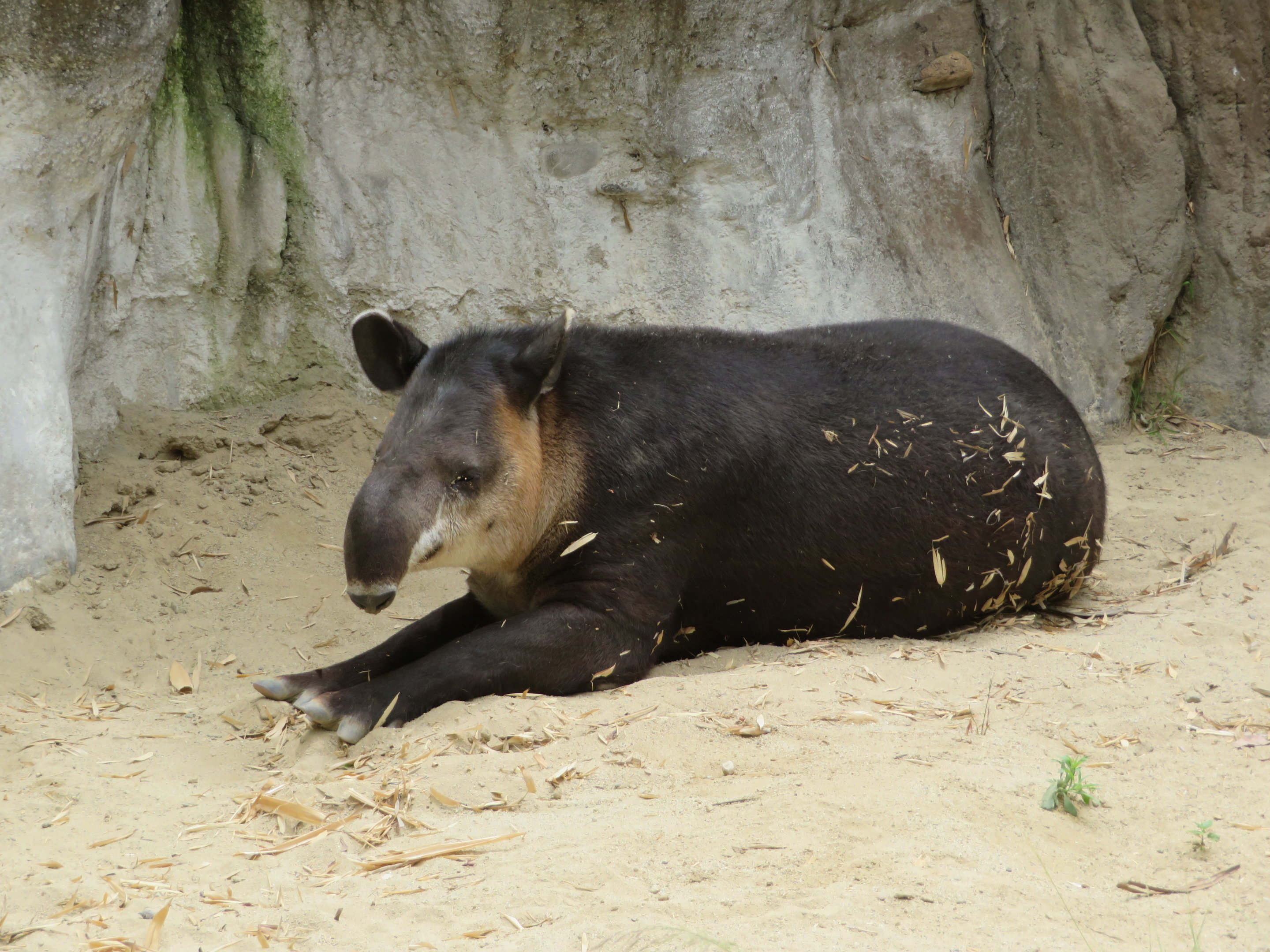 Baird's Tapir
