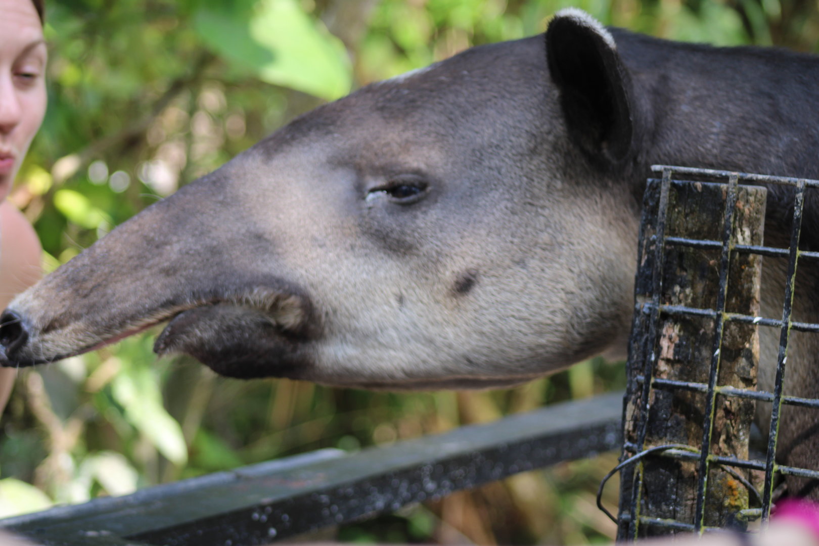 Baird’s Tapir