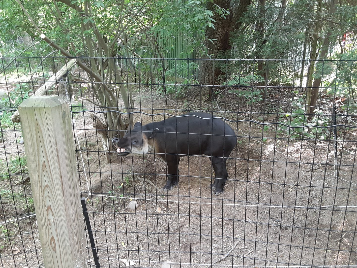 Baird's Tapir