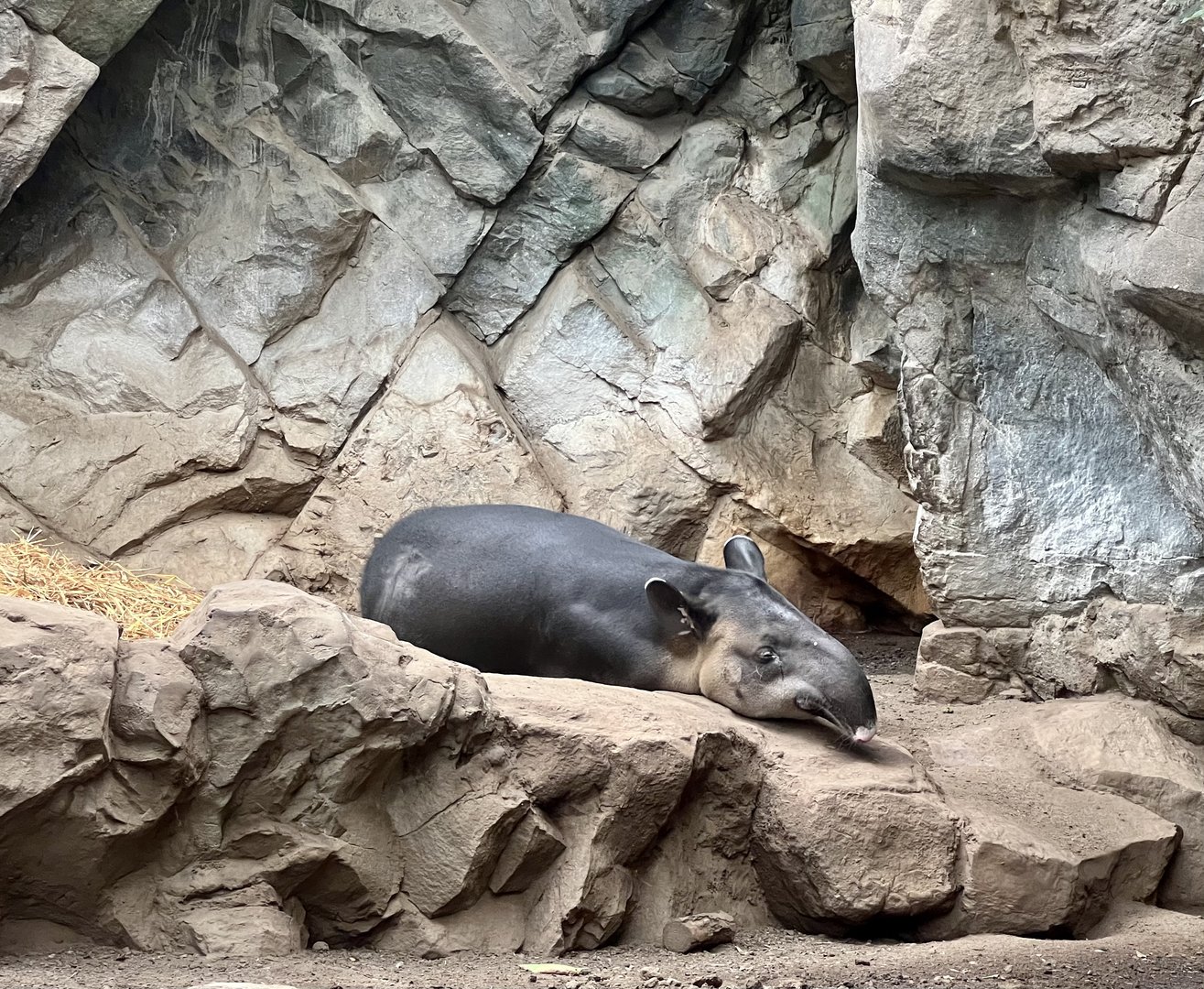 Baird’s Tapir
