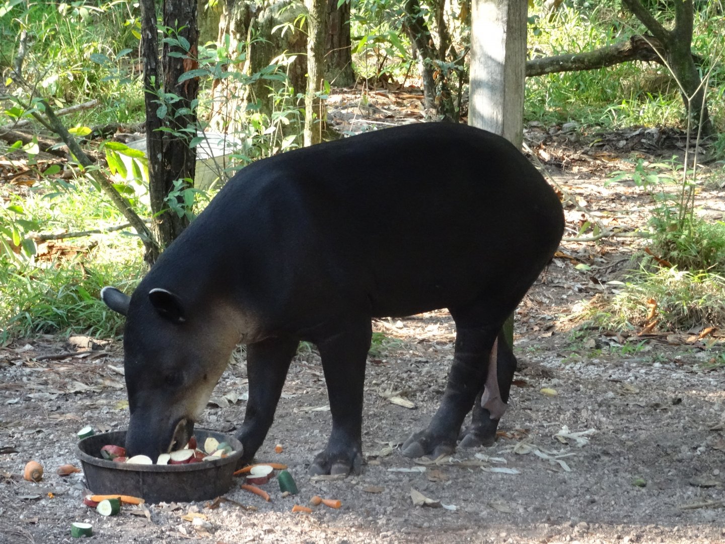 Baird's Tapir