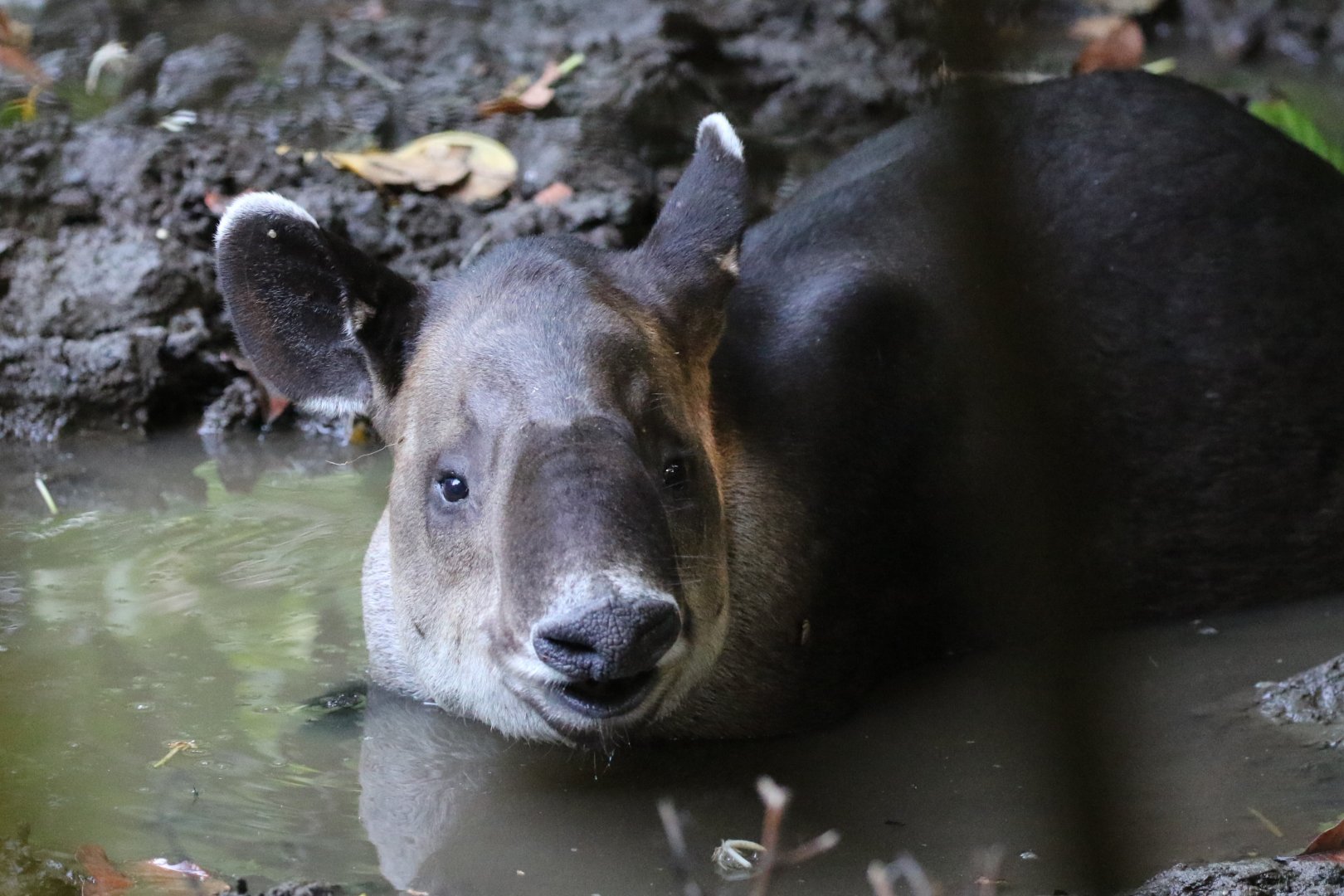 Baird's Tapir