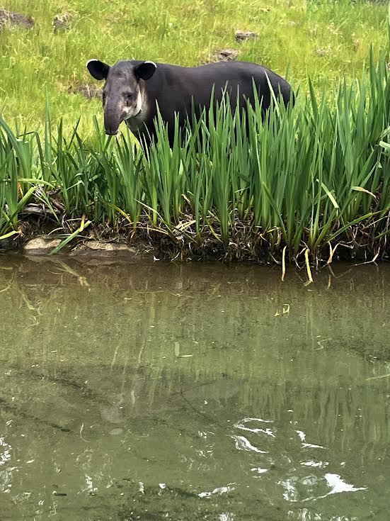 Bairds Tapir