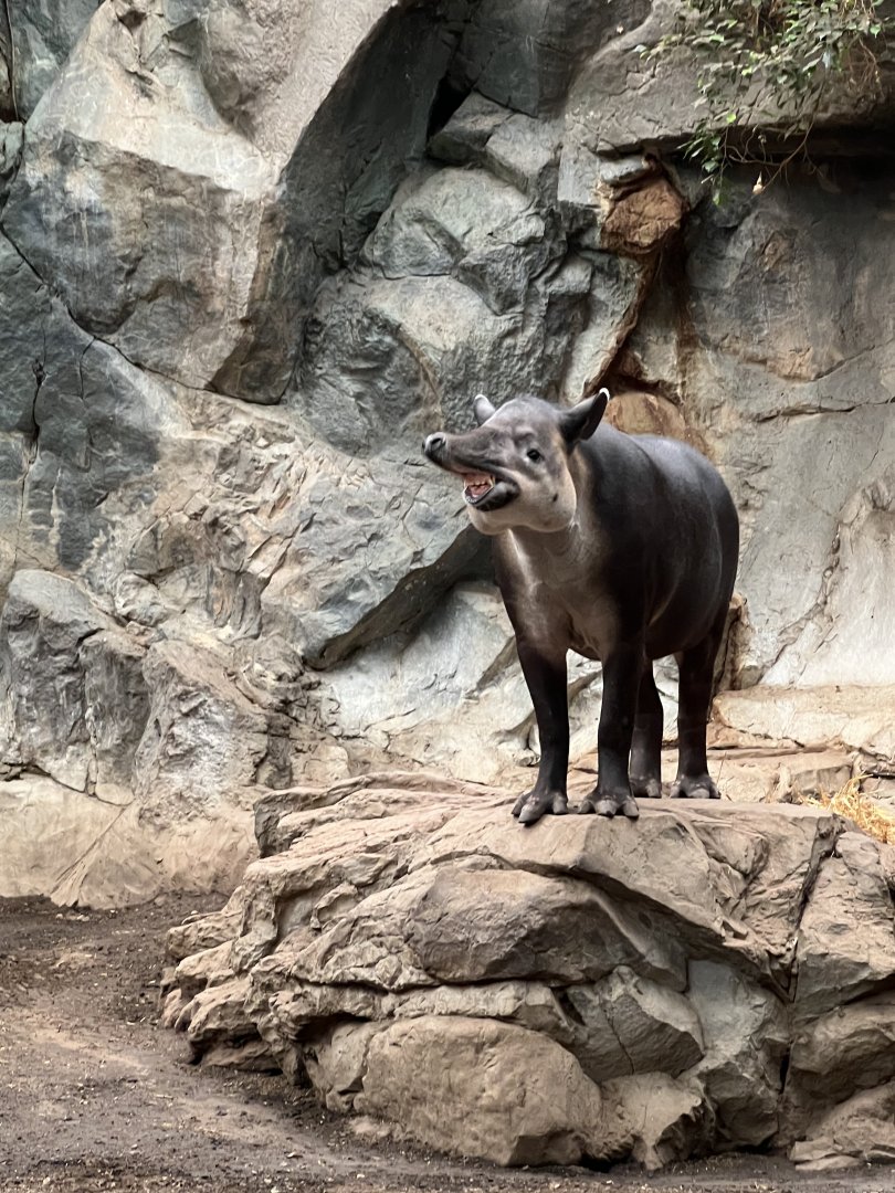 Baird’s Tapir