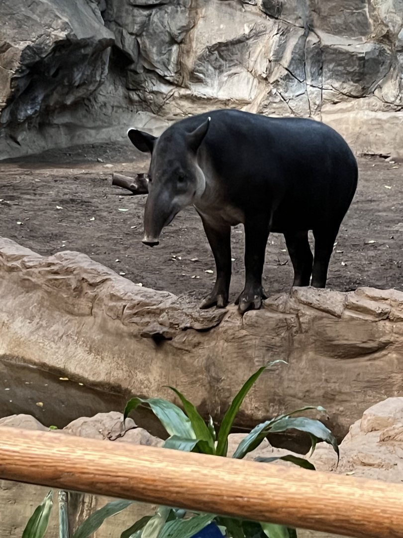 Baird’s Tapir