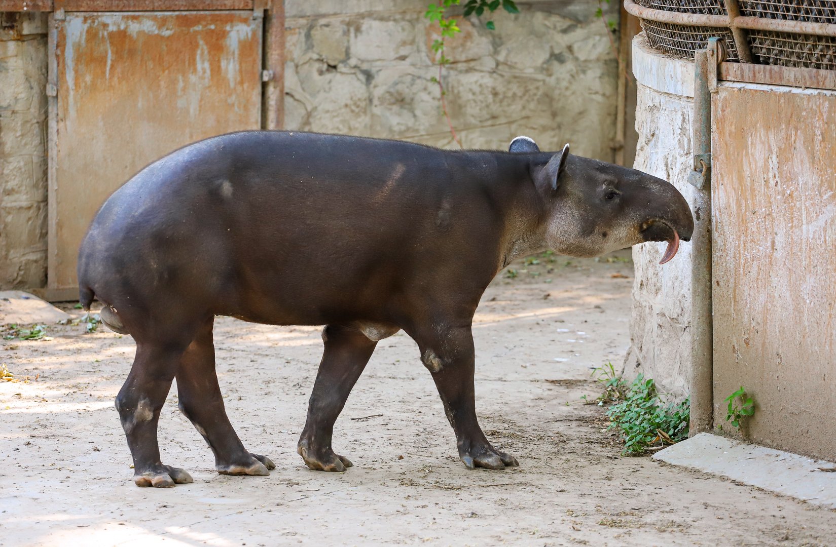 Baird's tapir