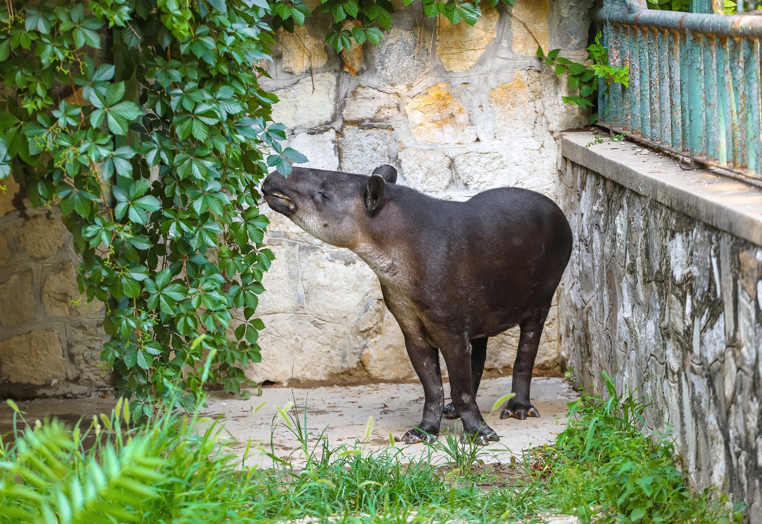 Baird's tapir