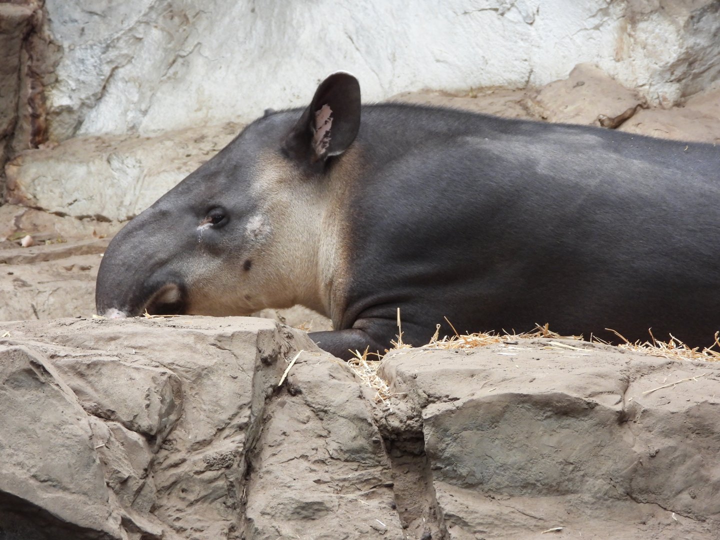 Baird's tapir