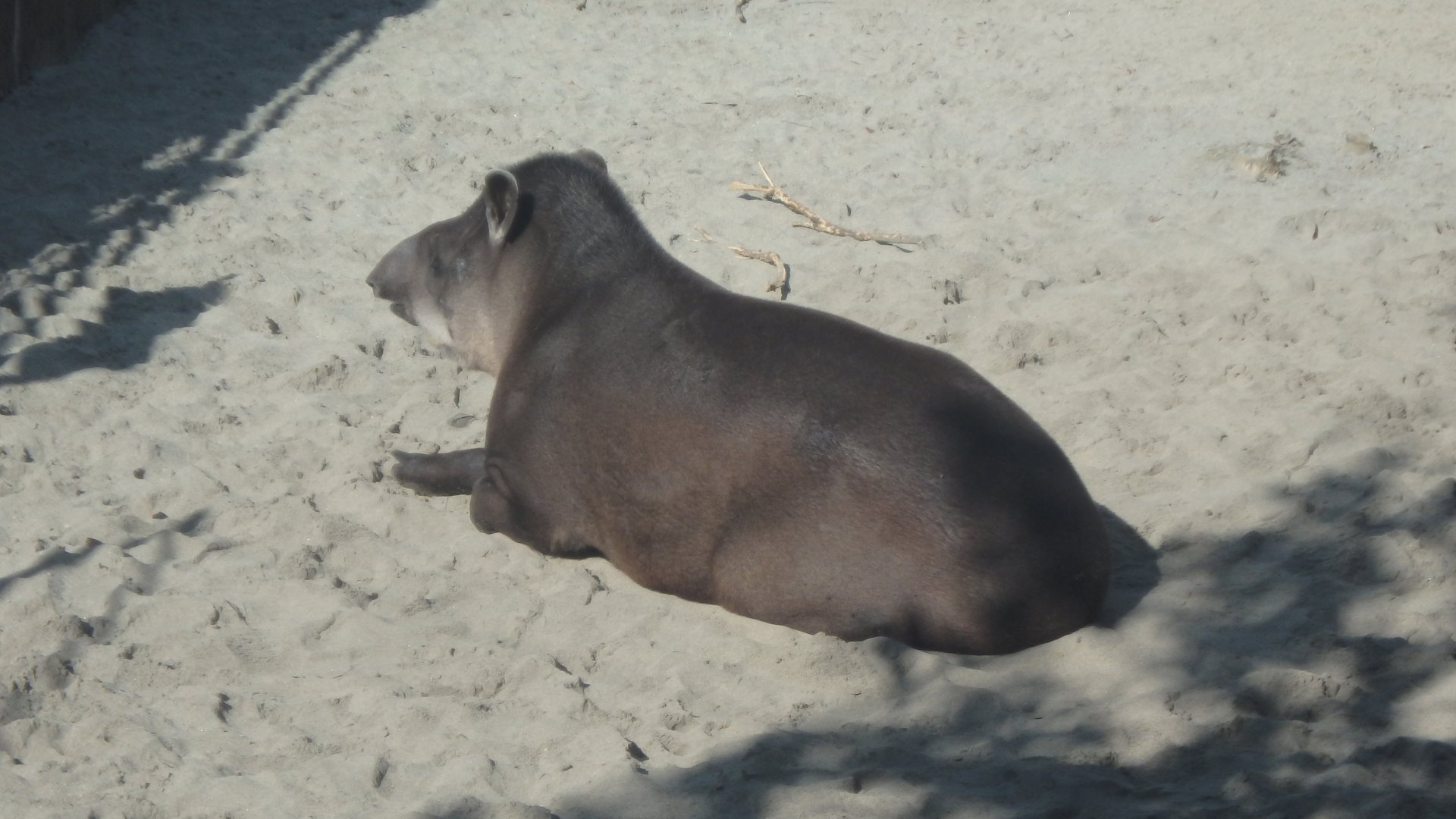 Baird's Tapir