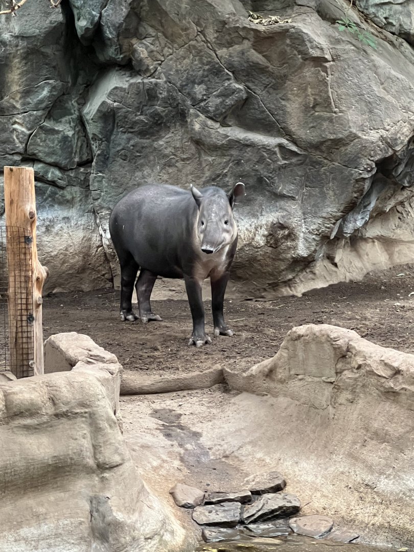 Baird’s Tapir