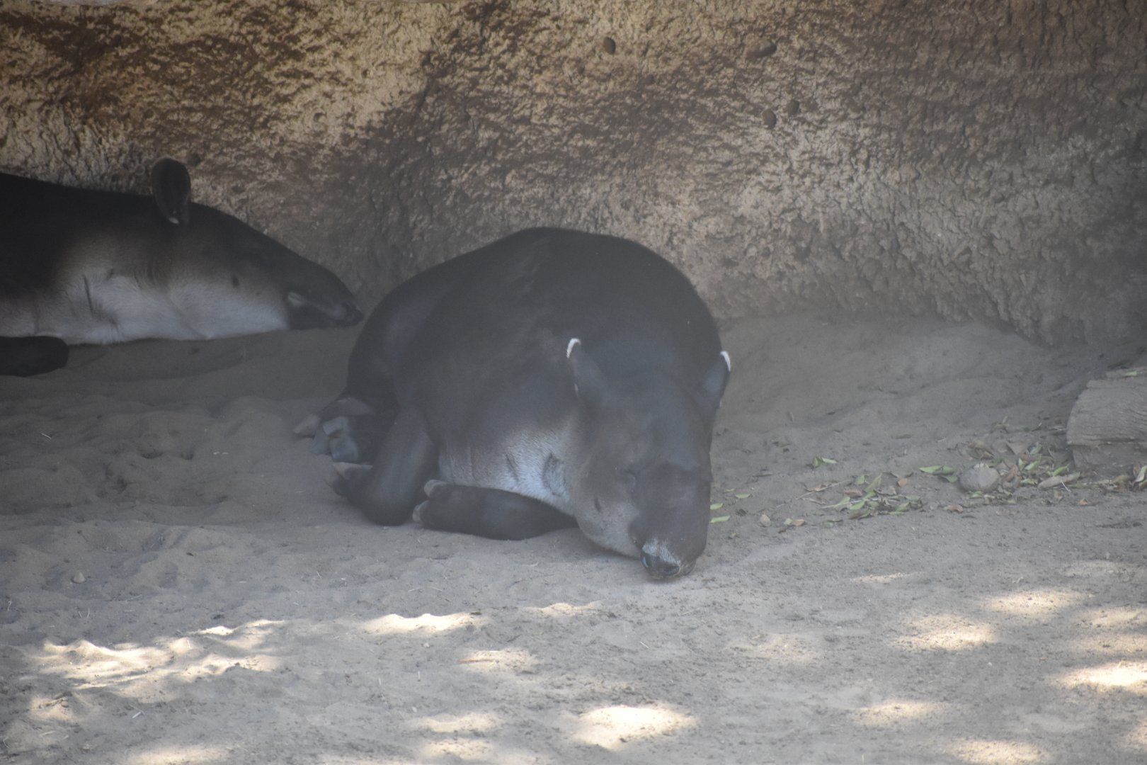 Baird's Tapir