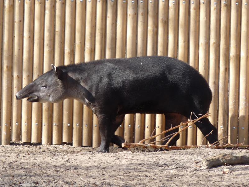 Baird's tapir