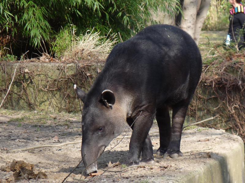 Baird's Tapir