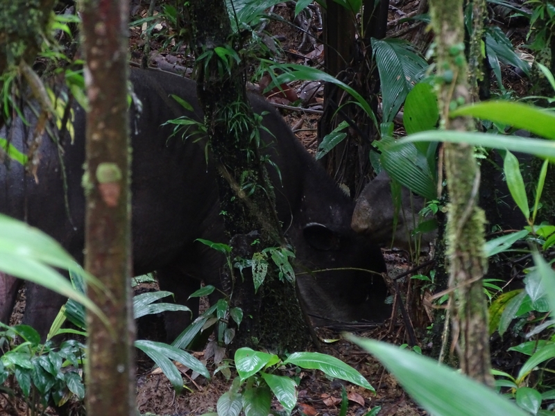 Baird's Tapirs
