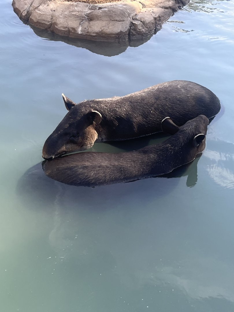 Baird’s Tapirs