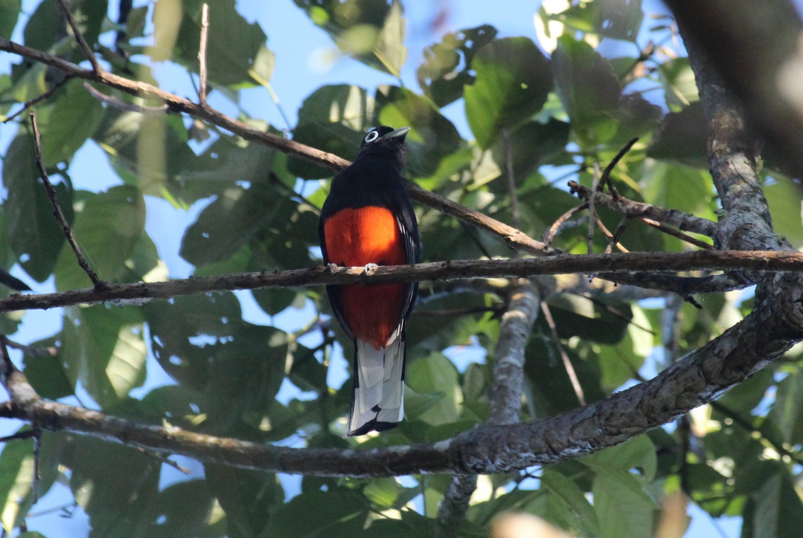 Baird's Trogon