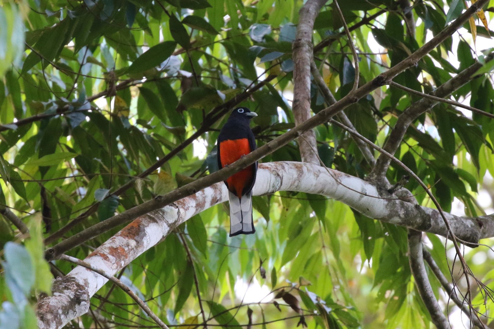 Baird's Trogon
