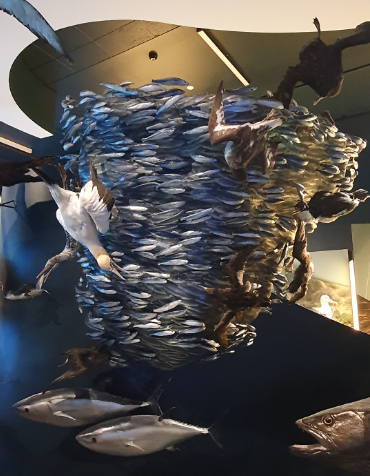 Bait Ball Display - Tasmanian Museum and Art Gallery