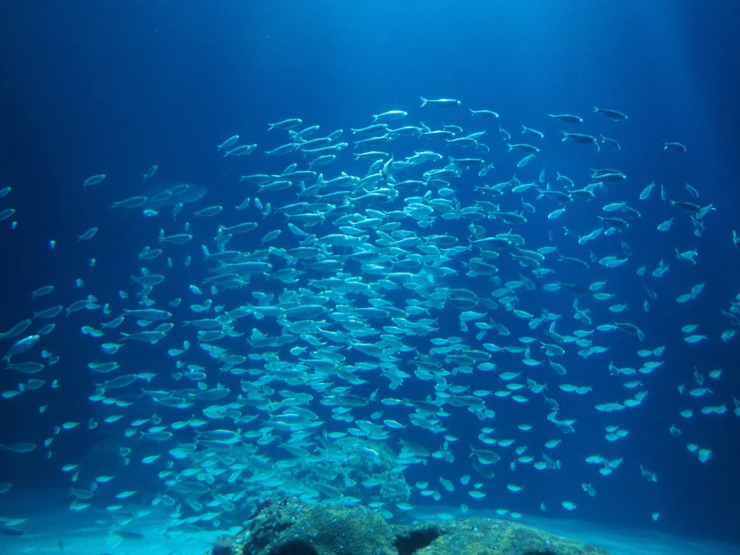 Bait ball of False herring (Harengula clupeola), Nov 10th, 2018