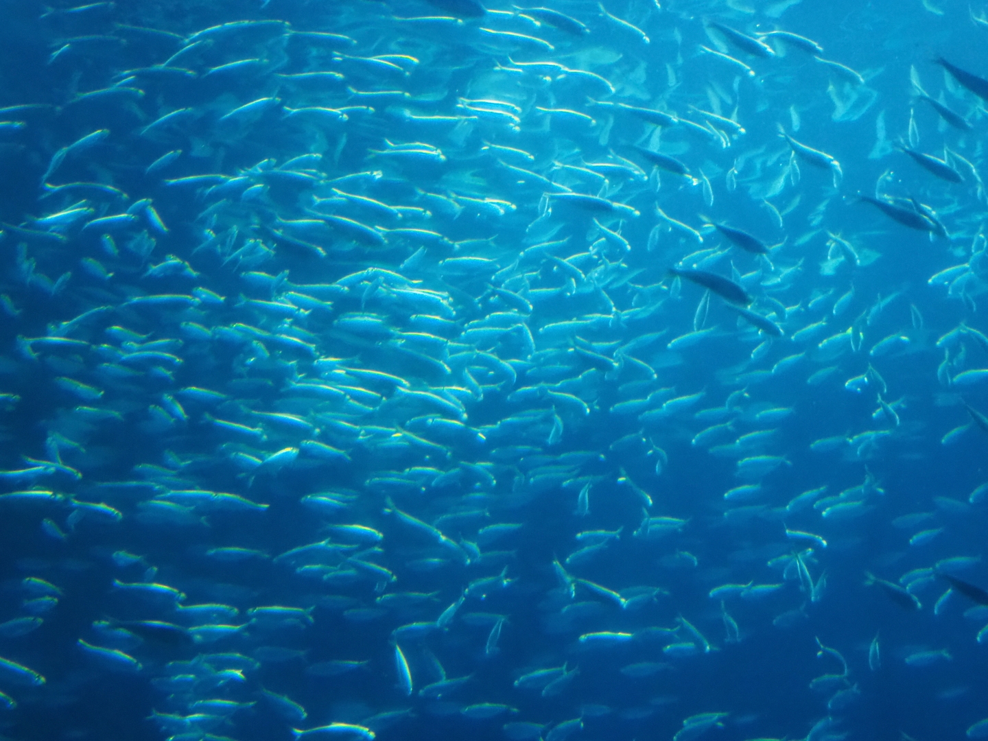 Bait ball of false herring (Harengula clupeola), Nov 10th, 2018