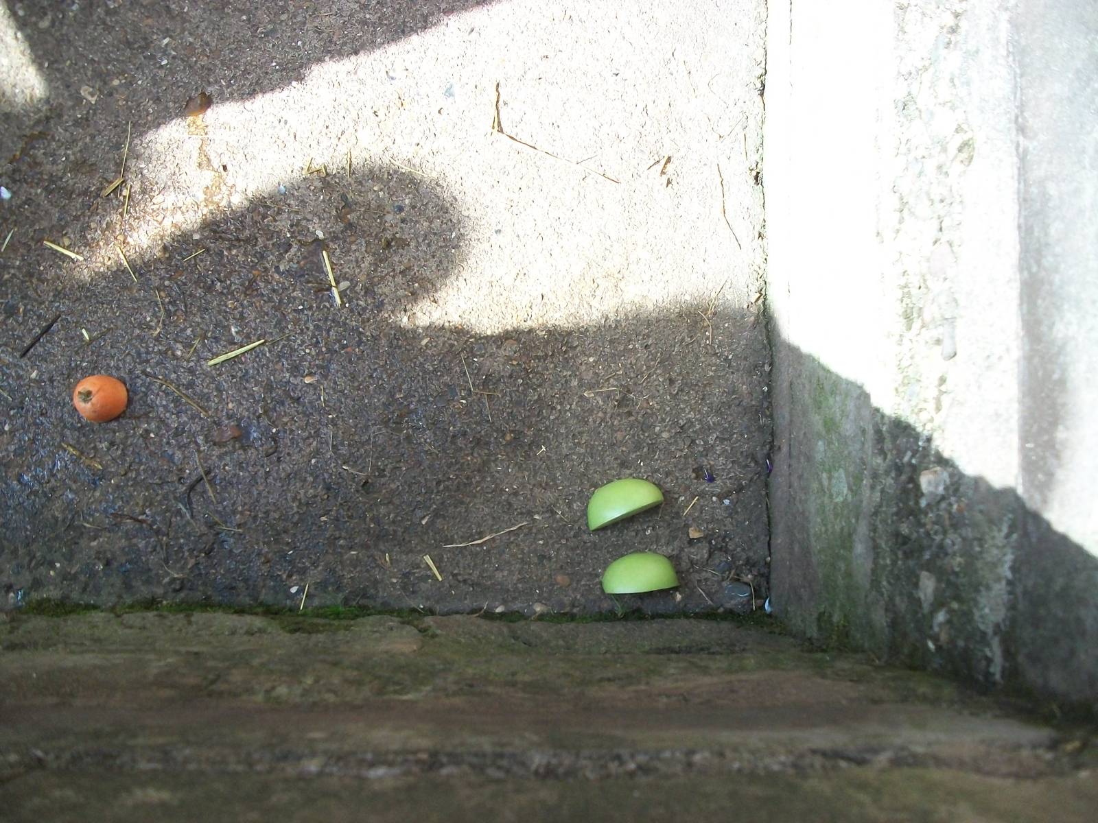 Bait for pig vaccination purposes, 30th August 2014