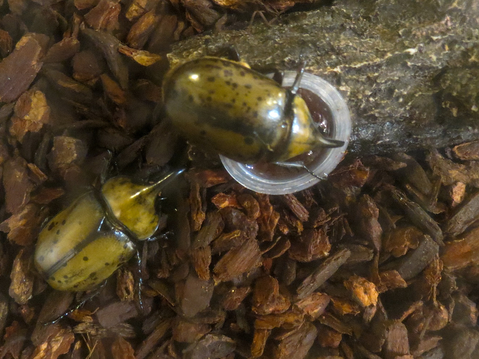 Bait Shop - Eastern Hercules Beetle and Triceratops Beetle Exhibit - Eastern Hercules Beetle