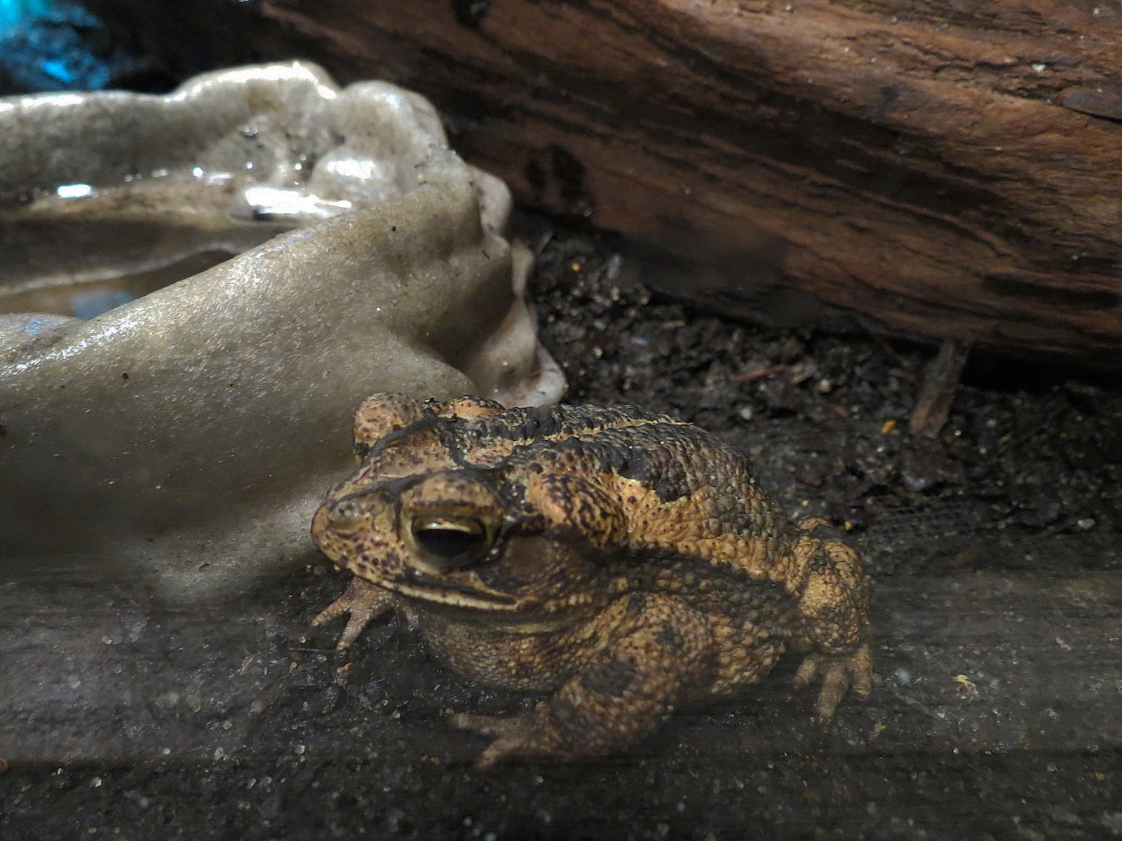 Bait Shop - Gulf Coast Toad Exhibit
