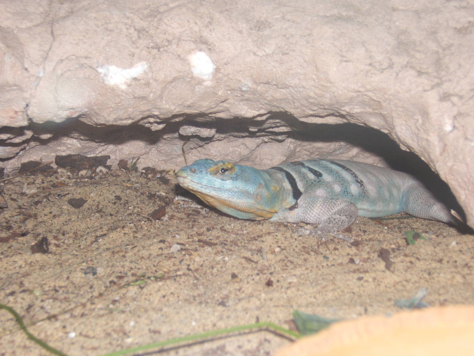 Baja Blue Rock Lizard (Petrosaurus thalaassinus)