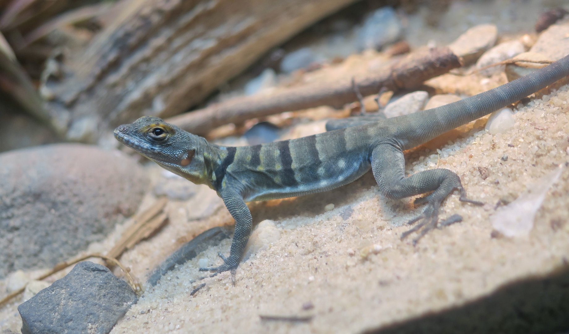 Baja Blue Rock Lizard (Petrosaurus thalassinus) young