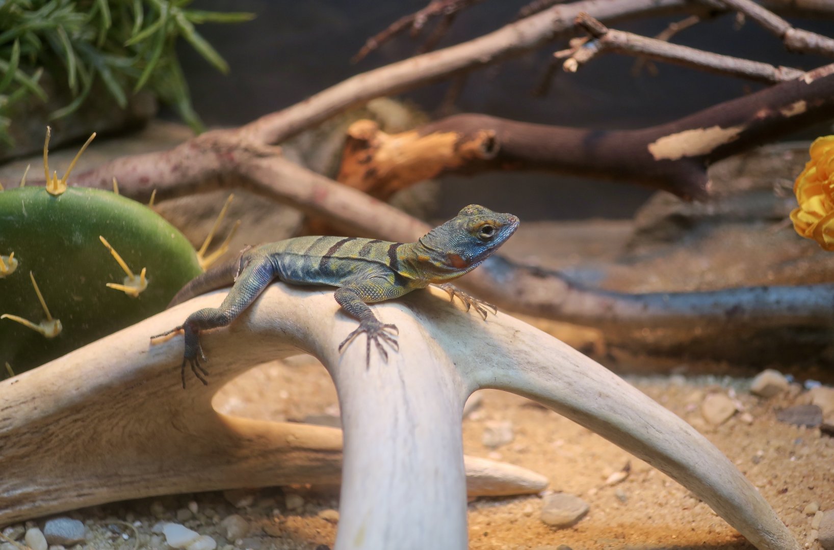 Baja Blue Rock Lizard (Petrosaurus thalassinus) young