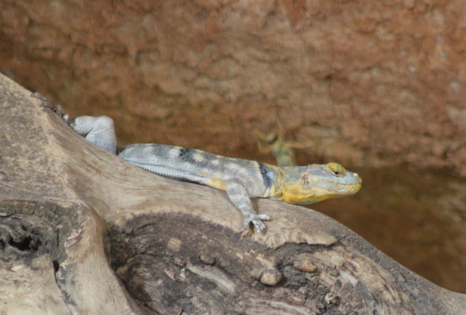 Baja blue rock lizard - Petrosaurus thalassinus