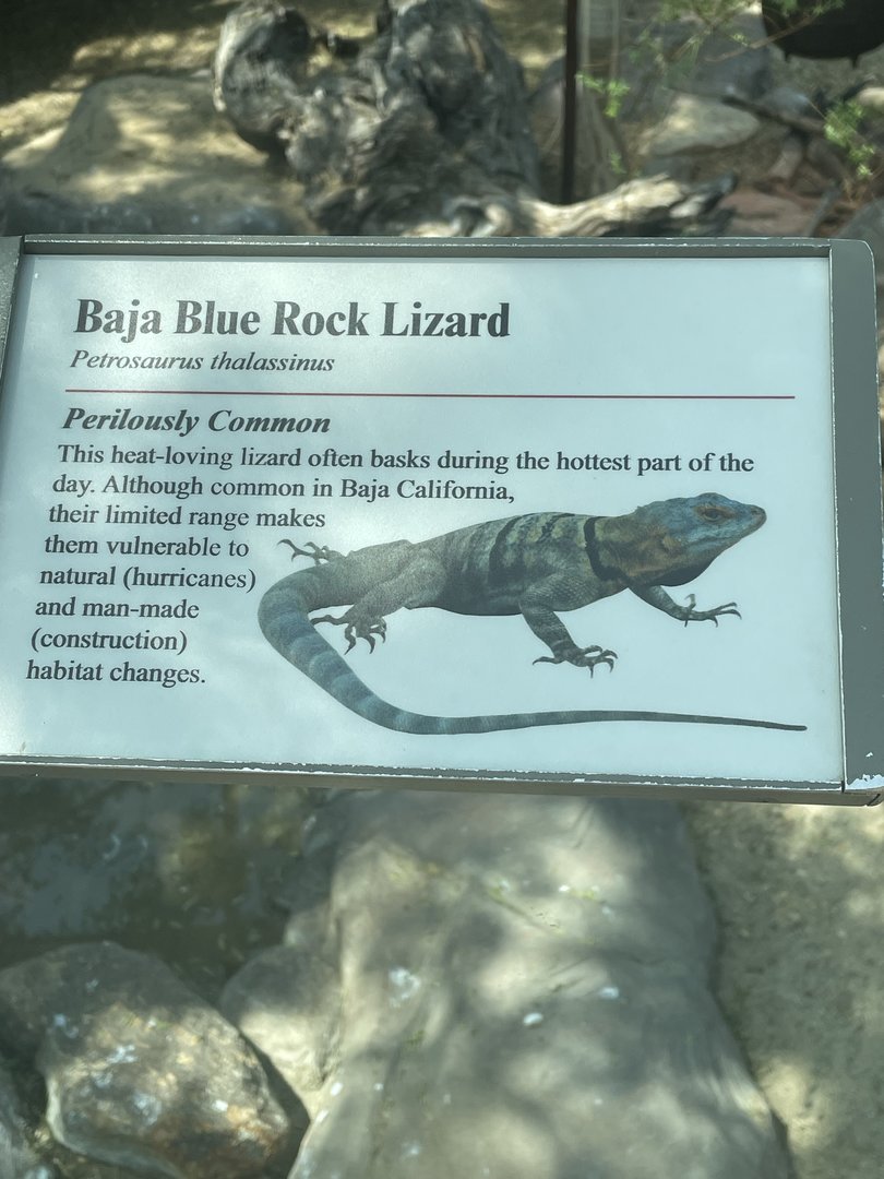 Baja Blue Rock Lizard Signage (No Show)