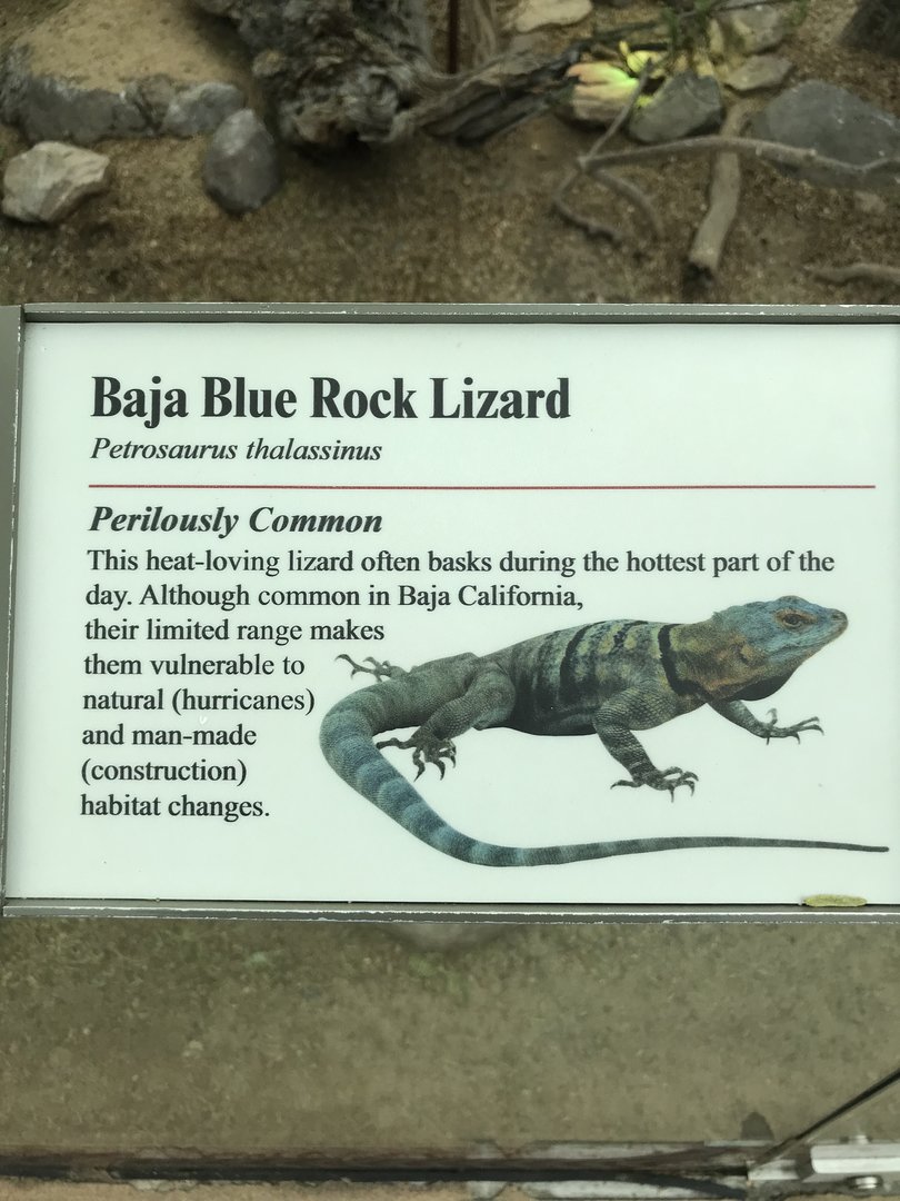 Baja Blue Rock Lizard signage