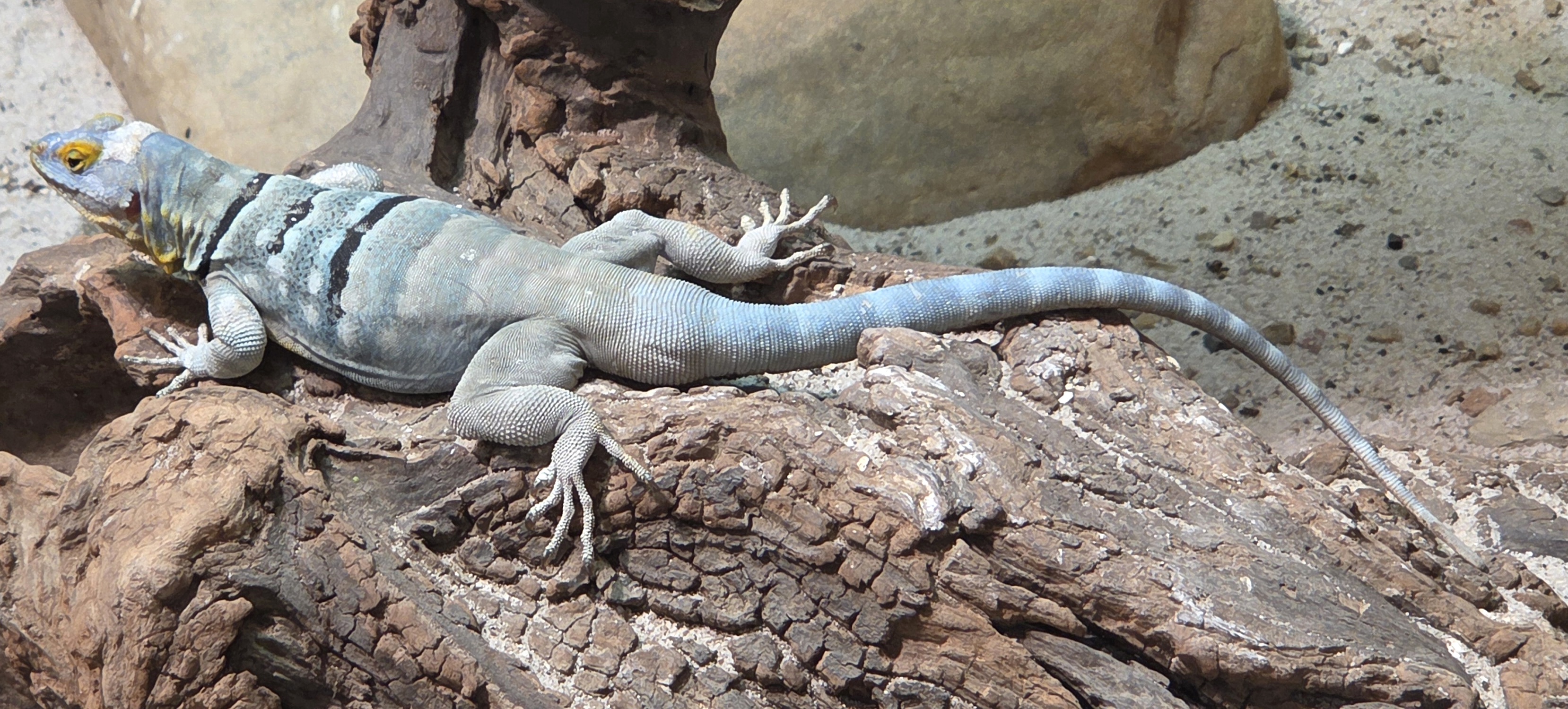 Baja Blue Rock Lizard - Zoo Knoxville