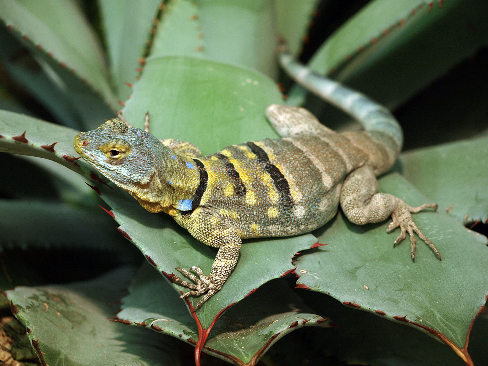 Baja Blue rock lizard
