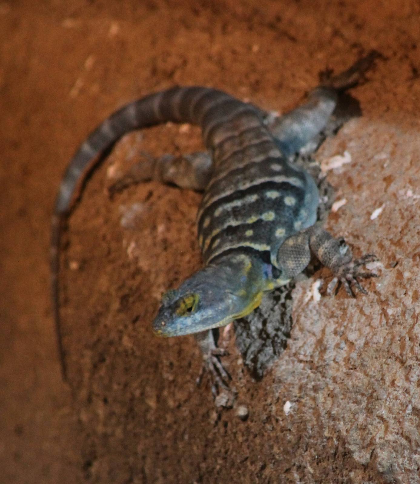 Baja blue rock lizard
