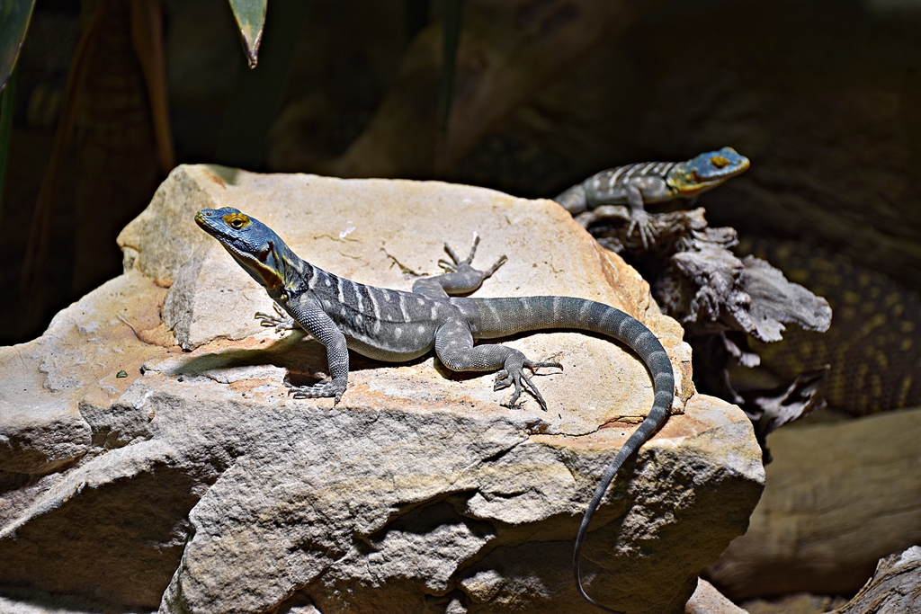 Baja blue rock lizard