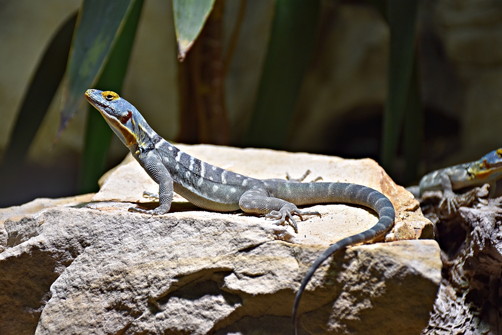 Baja blue rock lizard