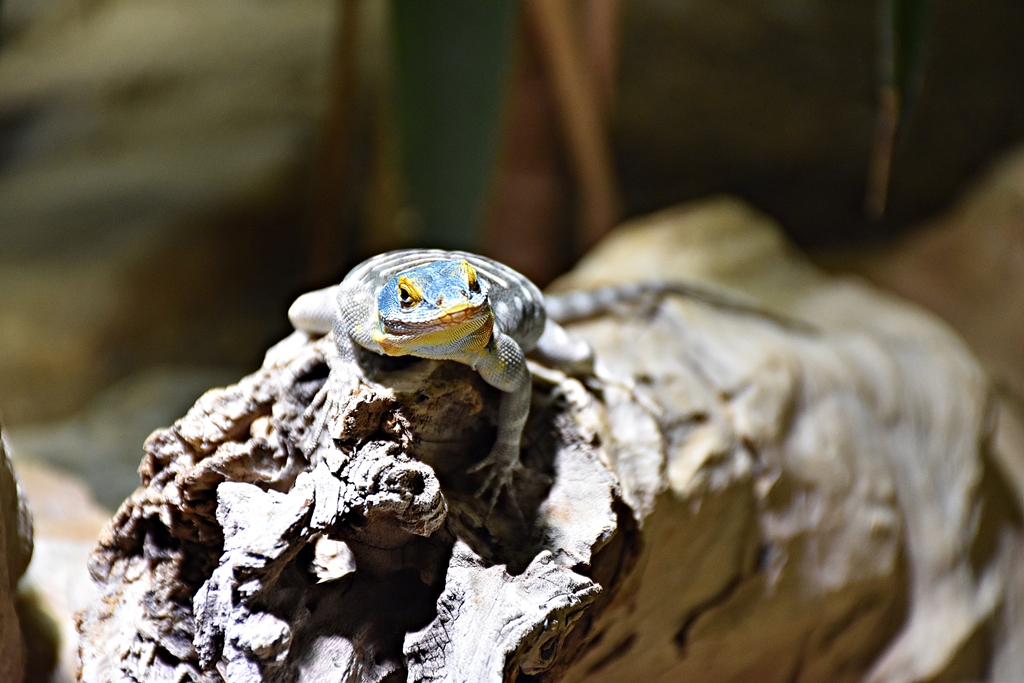 Baja blue rock lizard
