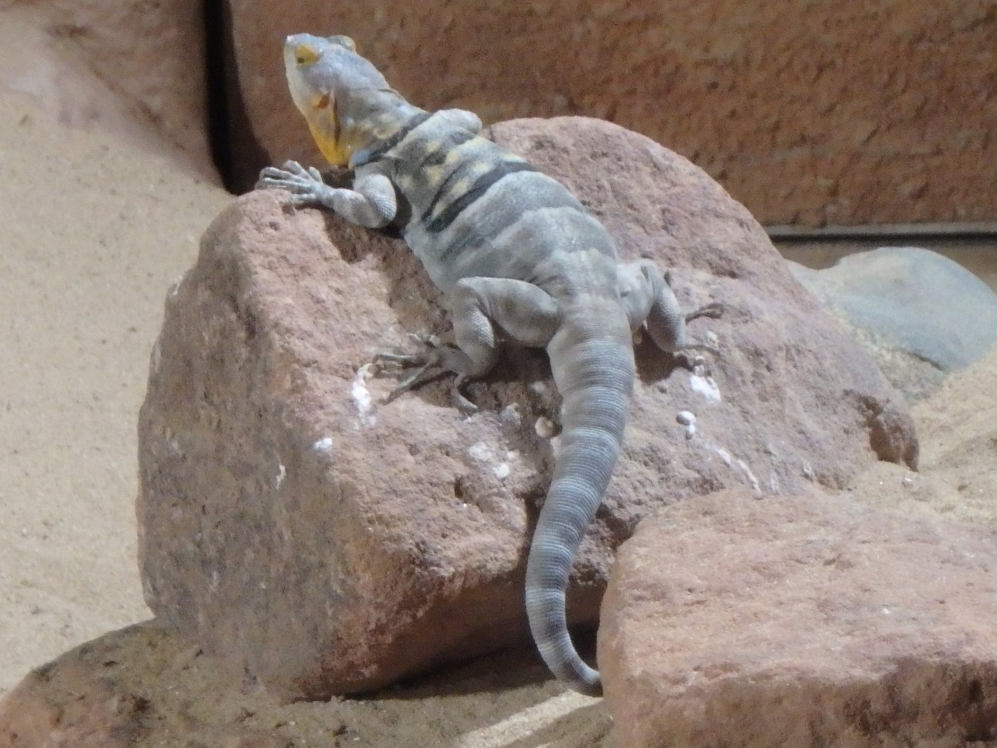 Baja blue rock lizard
