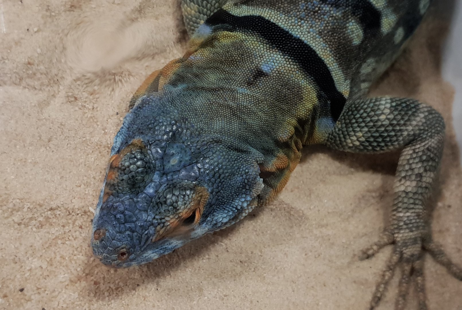Baja blue rock lizard