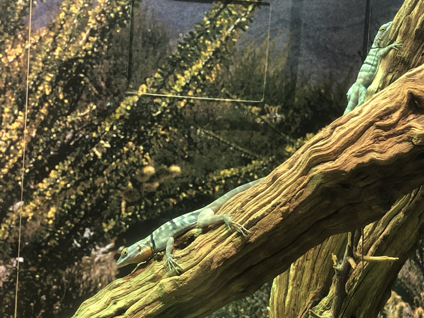 Baja blue rock lizard